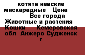 котята невские маскарадные › Цена ­ 18 000 - Все города Животные и растения » Кошки   . Кемеровская обл.,Анжеро-Судженск г.